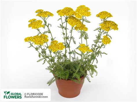 Achillea — photo of varieties and species | Global Flowers