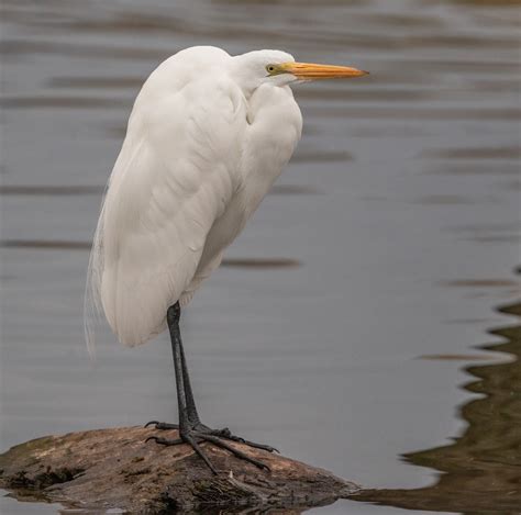 Great Egret | San Diego Bird Spot