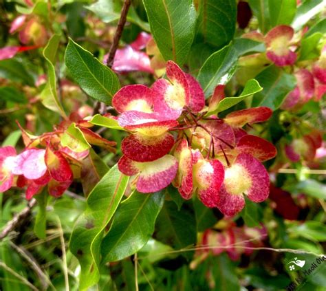 'A'ali'i (Dodonaea viscosa) | Hawaii flowers, Hawaiian plants, Hawaiian ...