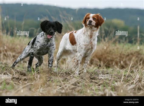 Dog Brittany Spaniel / Epagneul breton two adults different colors ...