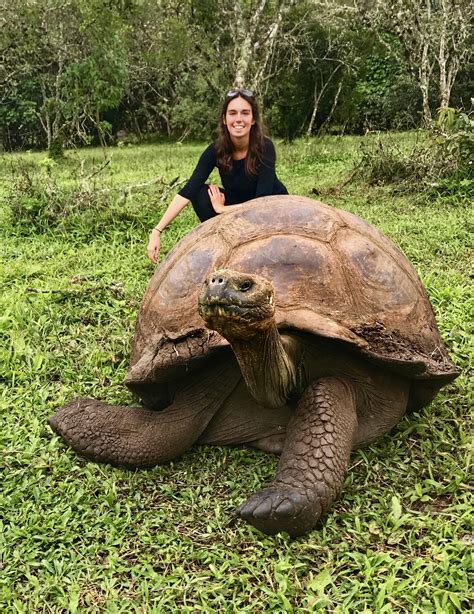 I see the size of that 🔥 turtle and raise you the size of this🔥 Galapagos tortoise 🔥 : r ...