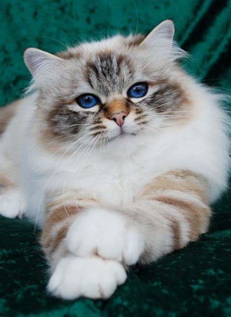 Birman Cat Breed Information, Pictures, Characteristics & Facts | Gorgeous cats, Beautiful cats ...