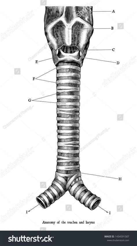 Antique engraving illustration of Human anatomy of the trachea and ...