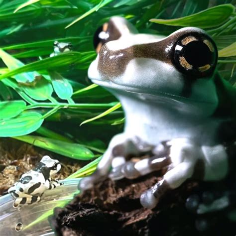 Global Guide to the Diverse World of Tree Frogs