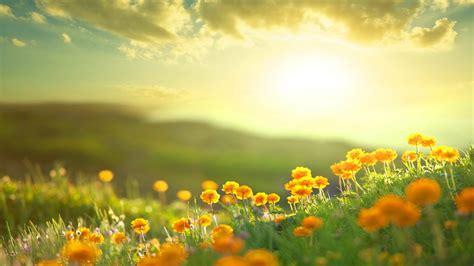 Download Yellow Flower Morning Sunshine Field Nature Flower HD Wallpaper