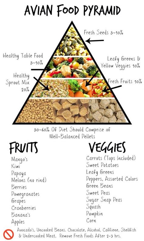 Avian Food Pyramid | Parrot diet, Parakeet food, Parrot food recipe