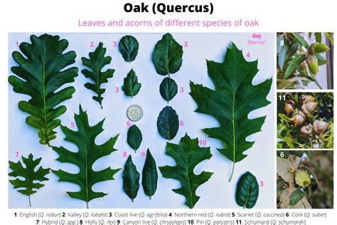 Types Of Oak Tree Leaves