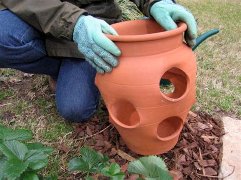 Growing Strawberries In Containers : A Complete Guide | Gardenoid