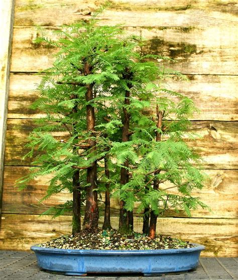 Bonsai Tree Dawn Redwood Grove 7 trees DRG7ST-713 | eBay | Redwood ...