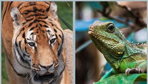 9 Ways Reptiles Are Similar To Mammals – Nayturr