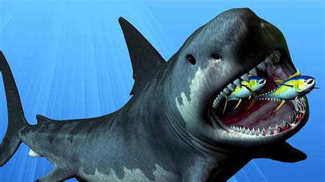 Extinct Sharks Megalodon