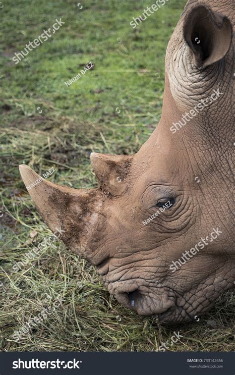 Portrait White Rhino Eating Cabarceno Natural Stock Photo 733142656 | Shutterstock