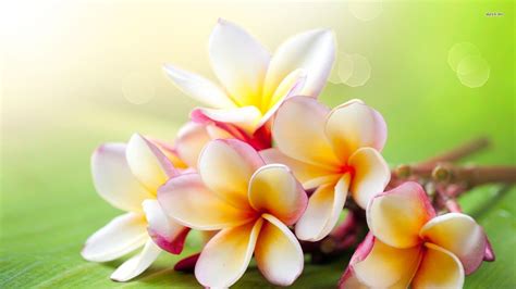 Plumeria Wallpapers - Wallpaper Cave | Plumeria flowers, Flower landscape, Plumeria