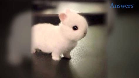 The Cutest Baby Bunny In The World