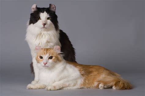 Golden feline ratio: Ranking the world’s most beautiful cat breeds | Daily Sabah