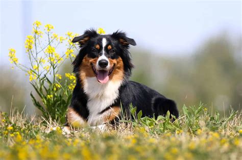 Tri Color Border Collies And More: The Colors Of The Collie