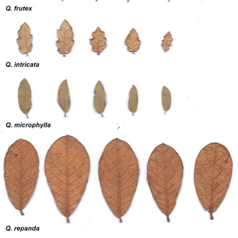 Representative leaves of the six species of the Q. microphylla complex ...