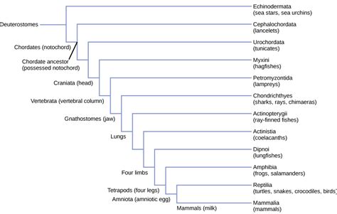 Biology 2e, Biological Diversity, Vertebrates, Chordates | OpenEd CUNY