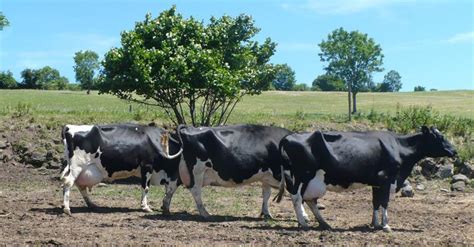 Une Prim'Holstein, Magie, produit 100 857 kg de lait en 10 lactations ...