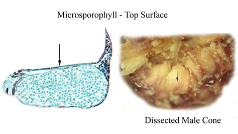 ‎Longitudinal section and dissected microsporangiate cone, view of top ...