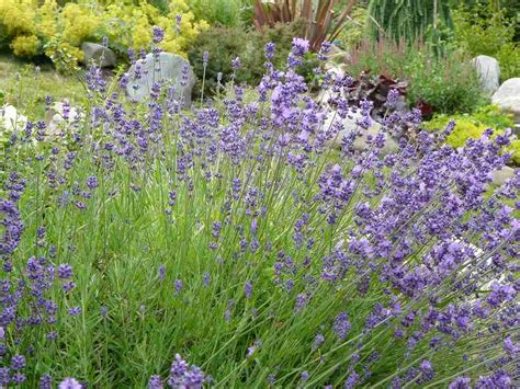 Lavender. Deer, pest and disease resistant, drought tolerant, fragrant! – Cultivate Garden & Gift