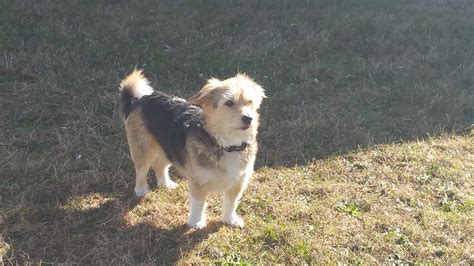 Barnaby is a corgi-havanese mix! : r/Incorgnito