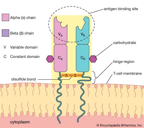 T-cell antigen receptor | immunity | Britannica