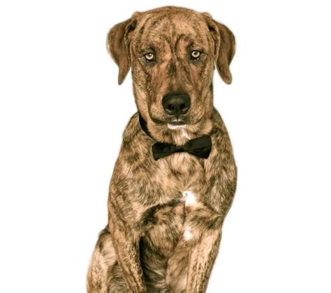 Treeing Tennessee Brindle - Dog Breed Guide