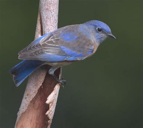 Western Bluebird | San Diego Bird Spot