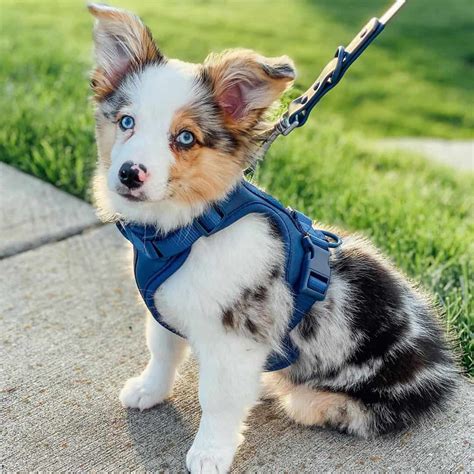 Is the Australian Shepherd Corgi mix a good family dog? - K9 Web