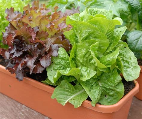 11 Tips for Growing Lettuce Indoors In Containers