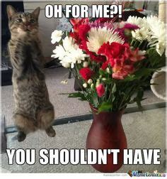 7 Flower Memes ideas | funny animals, funny animal pictures, cute animals