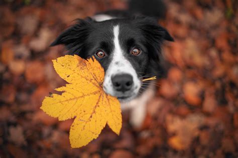 Fall Pet Safety Tips