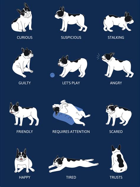 Dogs Emotions Body Language Set 7681888 Vector Art at Vecteezy