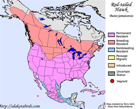 Red-tailed Hawk range map | Kim Smith Films