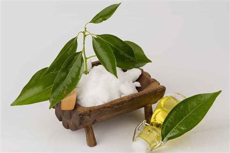 Dangers of Camphor Oil For Pregnant Mums and Children - Parents World