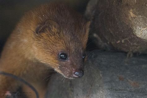 Siberian Weasel, Sikkim | Conservation India