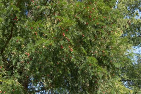 Yew Pruning By Type: 'Plants Clipped Very Tightly Tend To Experience ...