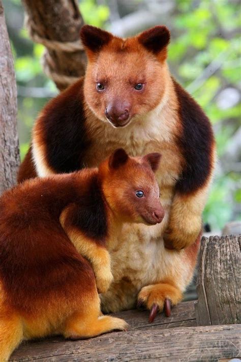 Bukan Australia, Kanguru Pohon Mantel Emas Ini Memang Khas Papua ...