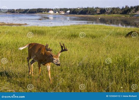 Young Male White-tailed Deer Walking Determinedly in Field Stock Photo - Image of portmenier ...