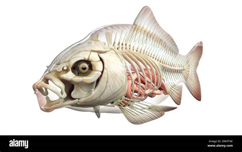 Fish anatomy, illustration Stock Photo - Alamy