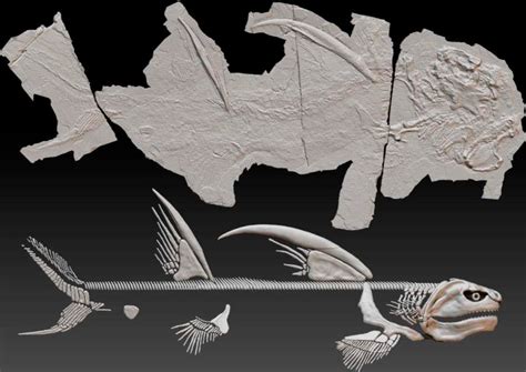 Fossil Friday: 300 million-year-old "Godzilla Shark" from New Mexico finally gets an official name