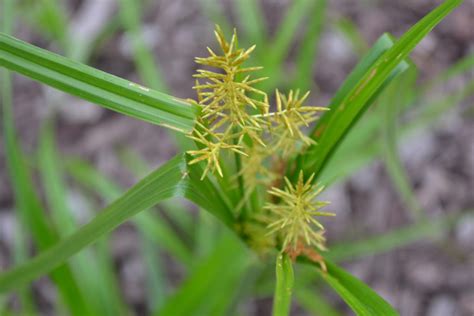 Yellow Nutsedge is a sedge weed not a grassy weed.