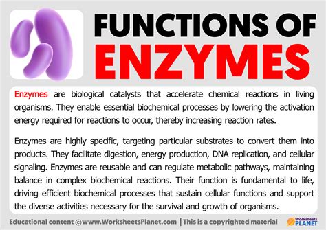 Functions of Enzymes