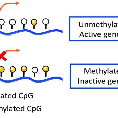 Major studied epigenetic mechanisms involved in gene expression ...