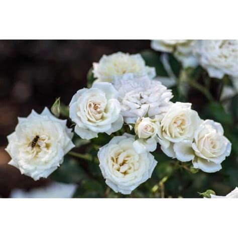 Trandafir alb ”Rosa White” de 20-25cm - butasideromania.ro