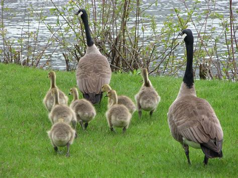 Lots of Canada geese Free Photo Download | FreeImages