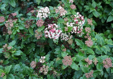 Foragefor... news: Winter Flowering Shrubs