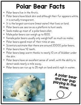 Winter Science - Polar Bear Blubber (With images) | Polar bear, Polar, Winter science