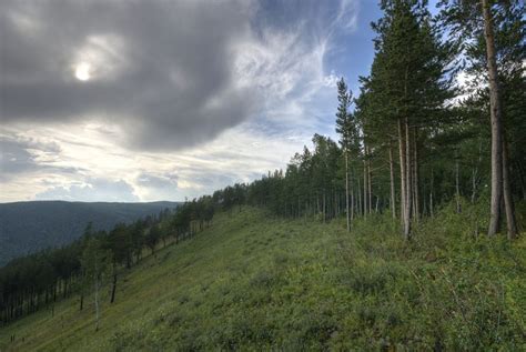 Taiga Forest - Earth Buddies